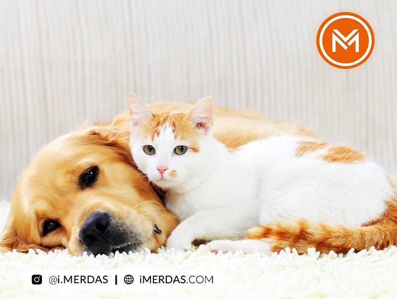 بهترین فرش مناسب صاحبین پت و حیوان خانگی